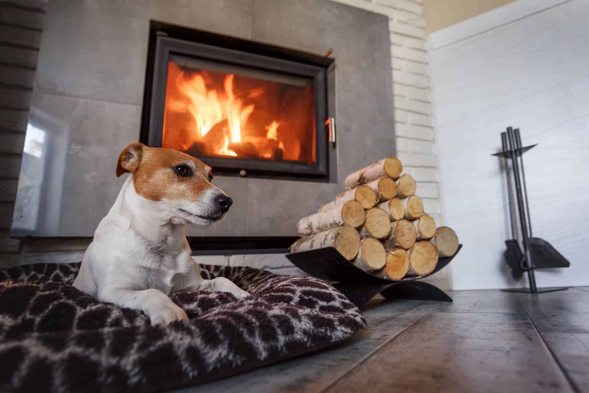 wärmepumpe mit kamin holzofen. Ein Hund sitzt davor im Warmen.